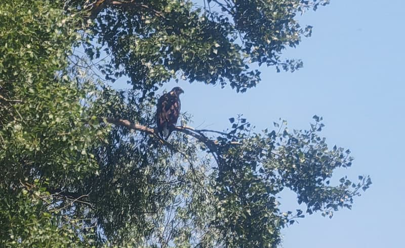 Donaudelta, Seeadler