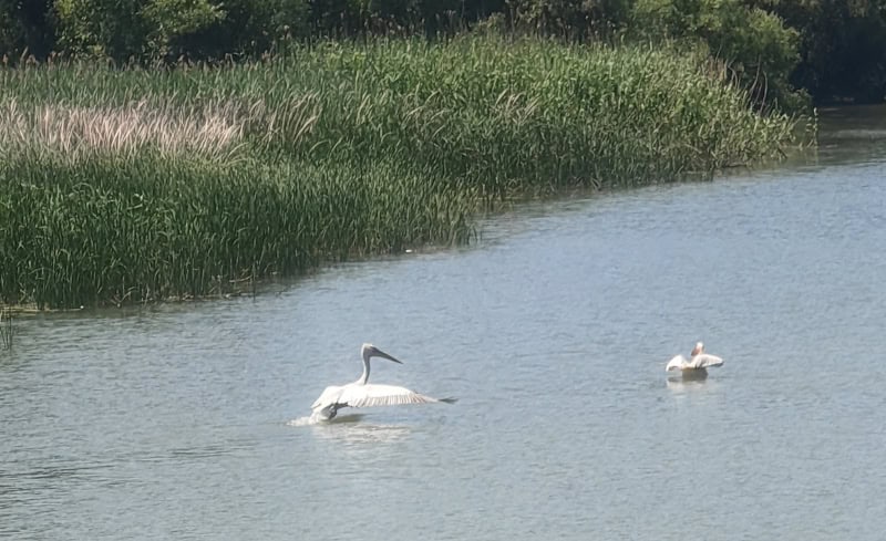 Donaudelta Pelikane