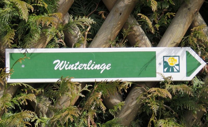 Saale-Unstrut - 1.000 Jahre Weinbaukultur, Natur und spektakuläre Architektur 4 Jena_Winterlinge_Wegweiser_c_JenaKultur_B.Mendra