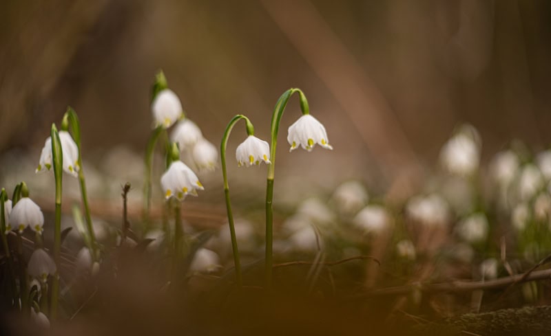Saale-Unstrut - 1.000 Jahre Weinbaukultur, Natur und spektakuläre Architektur 6 Märzenbecher Querfurt 2_c_sut_ev_falko_matte