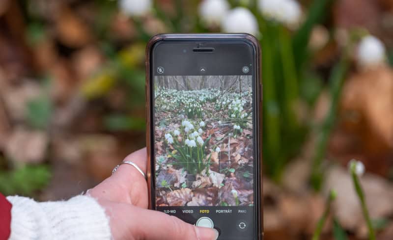 Saale-Unstrut - 1.000 Jahre Weinbaukultur, Natur und spektakuläre Architektur 7 Märzenbecher Querfurt 2_c_sut_ev_falko_matte