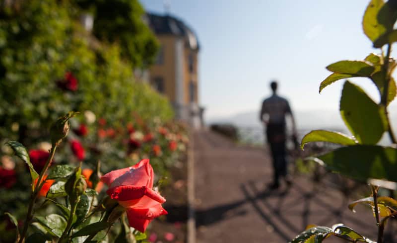 Saale-Unstrut - 1.000 Jahre Weinbaukultur, Natur und spektakuläre Architektur 12 Rosen in Dornburg (c) TTV-Jens Hauspurg