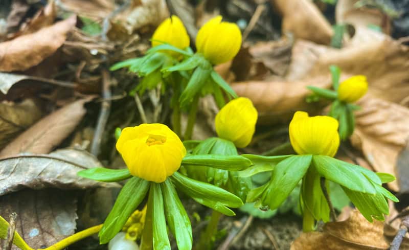 Saale-Unstrut - 1.000 Jahre Weinbaukultur, Natur und spektakuläre Architektur 5 Tourismus_Winterlinge_012_c_JenaKultur_K.Schulz