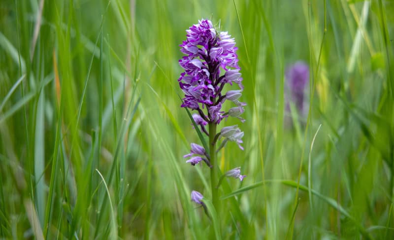 Saale-Unstrut - 1.000 Jahre Weinbaukultur, Natur und spektakuläre Architektur 10 Helm-Knabenkraut (Orchis militaris) auf dem Rödel. Foto: Nadine Ormo