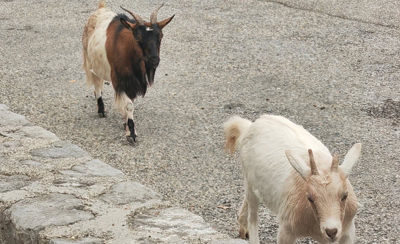 Traumhaft schöne Flusskreuzfahrt mit der Bijou du Rhône auf Saône und Rhône (Teil 2) 63 Ziegen beim Fotospop