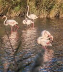 Traumhaft schöne Flusskreuzfahrt mit der Bijou du Rhône auf Saône und Rhône (Teil 2) 144 Charmague Nationalpark Etang de Vaccares 101