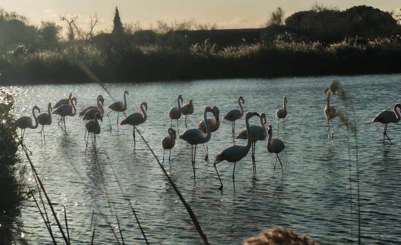 Traumhaft schöne Flusskreuzfahrt mit der Bijou du Rhône auf Saône und Rhône (Teil 2) 158 Vogelpark Pont du Gau