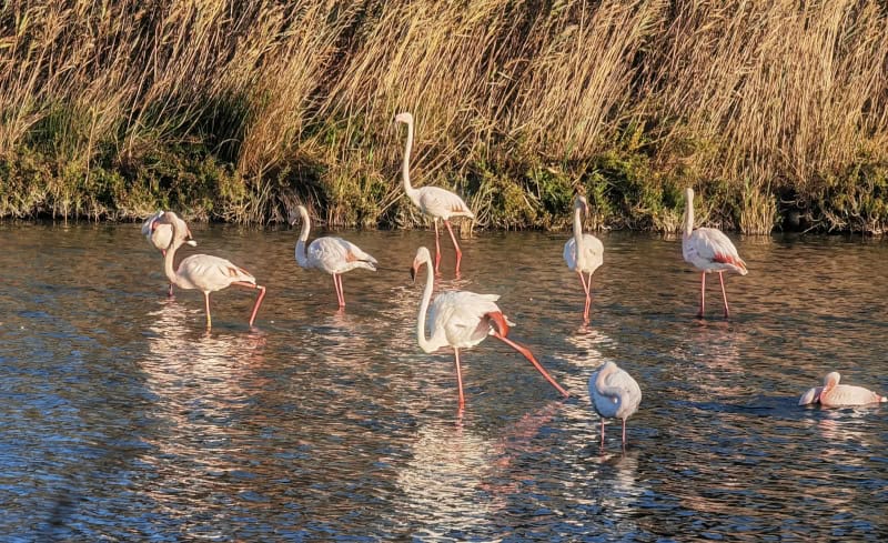 Traumhaft schöne Flusskreuzfahrt mit der Bijou du Rhône auf Saône und Rhône (Teil 2) 97 Charmague Nationalpark, Étang de Vaccarès