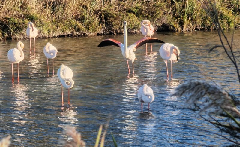 Traumhaft schöne Flusskreuzfahrt mit der Bijou du Rhône auf Saône und Rhône (Teil 2) 157 Vogelpark Pont du Gau