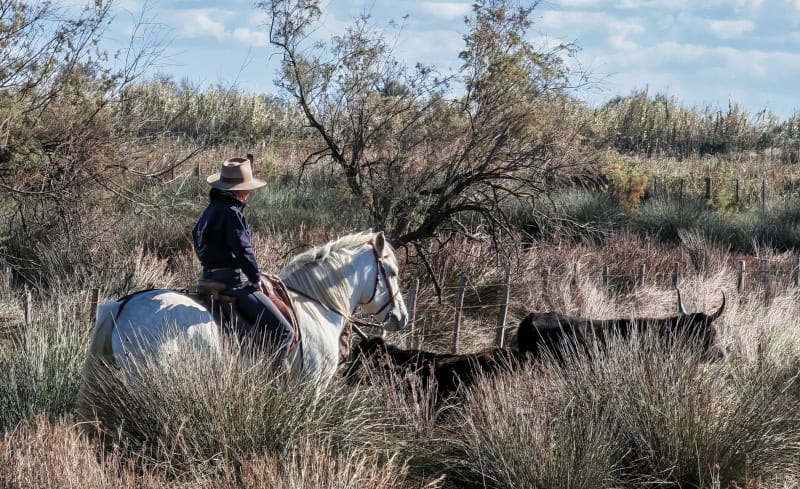 Traumhaft schöne Flusskreuzfahrt mit der Bijou du Rhône auf Saône und Rhône (Teil 2) 107 Stierfarm Manade Arnaud, Camargue