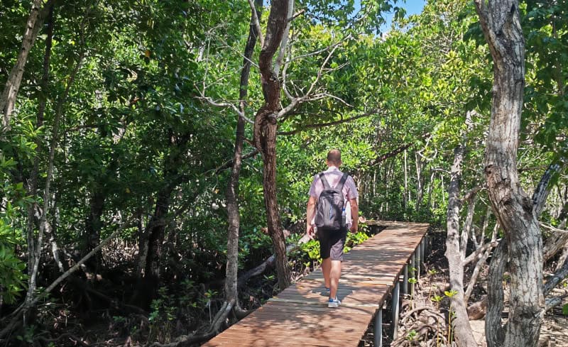 Curieuse, wandern, Mangroven