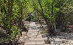Curieuse 20 wandern Mangroven