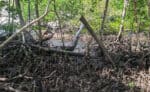 Curieuse 22 wandern Mangroven