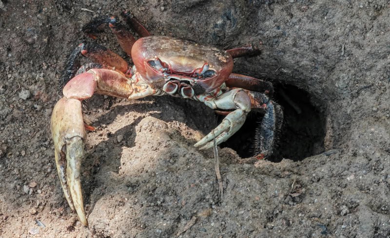 Curieuse, wandern, Krabben