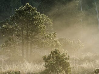 Mystischer Wald im Blauen Land © Simon Bauer