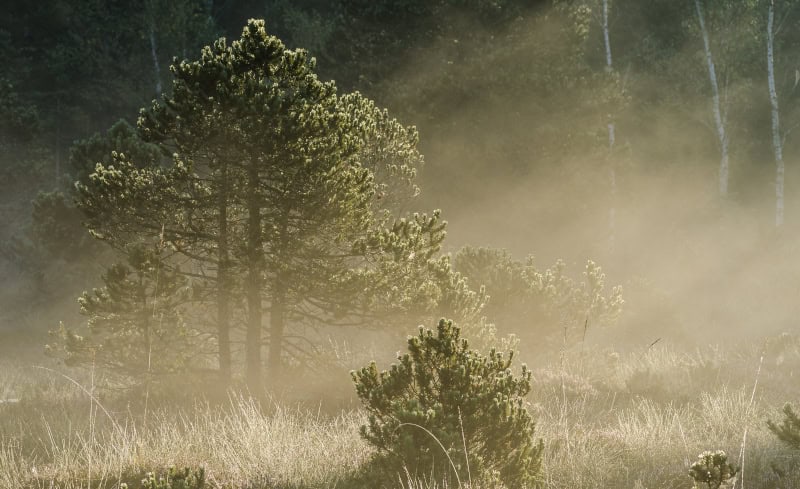 Mystischer Wald im Blauen Land © Simon Bauer