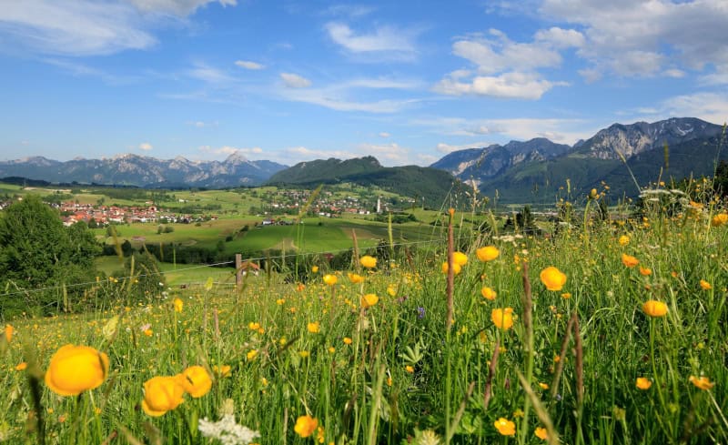 Bergwiese_Pfronten_Allgaeu