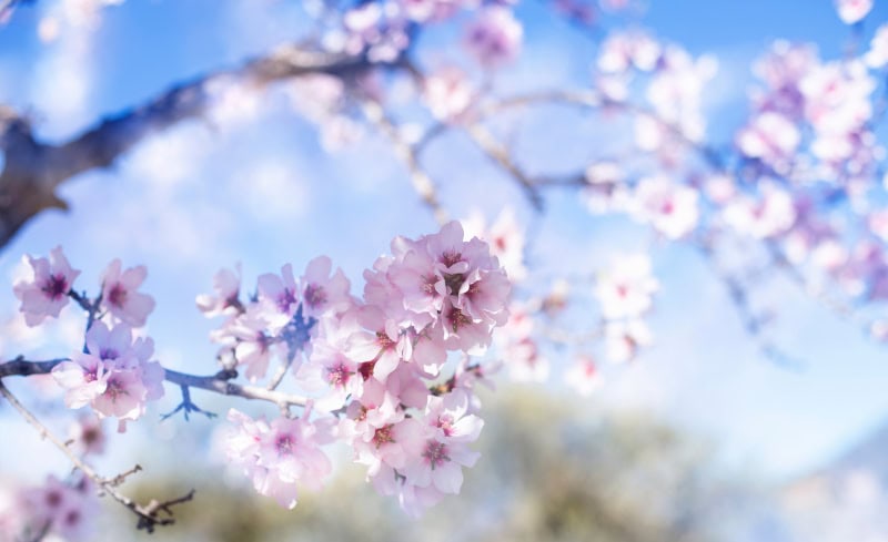 Spektakuläres Naturereignis - Kirschblüten in China 1 Kirschblütenbaum (c) Selina Irina Shutterstock