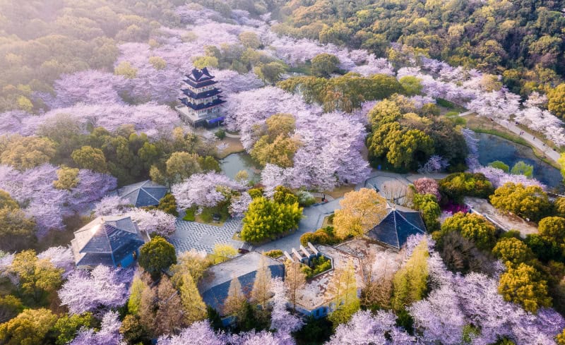 Spektakuläres Naturereignis - Kirschblüten in China 2 Landschaft mit blühenden Kirschblüten in Yuantouzhu, Wuxi (c) LI SEN Shutterstock