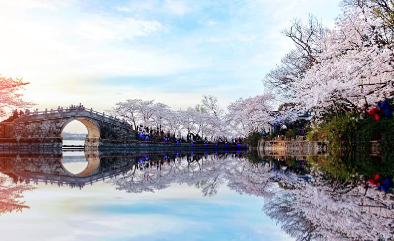 Spektakuläres Naturereignis - Kirschblüten in China 3 Wuxi Yuantouzhu Park Shutterstock