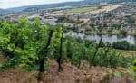 Fraenkischer Rotweinwanderweg 24 Weinberge