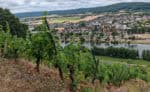 Fraenkischer Rotweinwanderweg 9