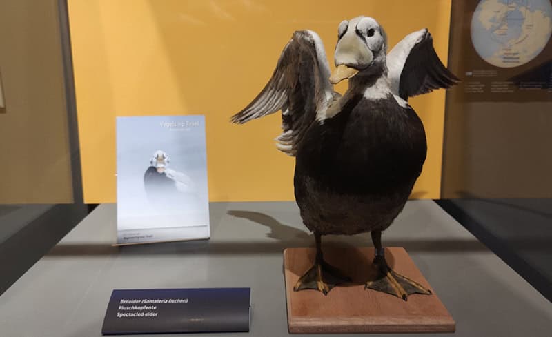 Texel bietet aufregenden Museums-Sommer - Kultur frisch inszeniert 5 Pflüschkopfente in der Ausstellung von Ecomare, Copyright Ecomare