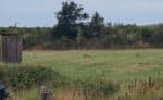 Hiddensee Vitte 12