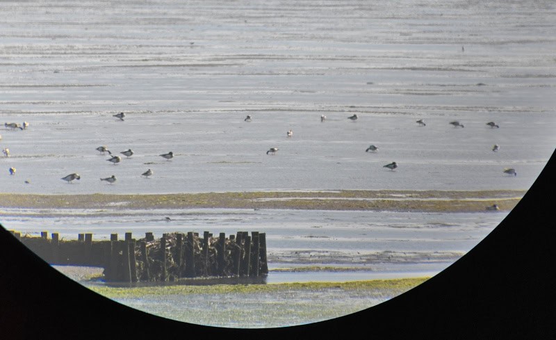 Erlebnisse mit dem E-Bike auf der Insel Texel enddecken 144 Naturgebiet Utopia