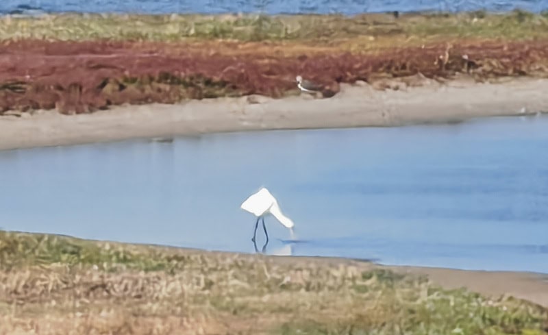 Erlebnisse mit dem E-Bike auf der Insel Texel enddecken 142 Naturgebiet Utopia Bass Tölpel