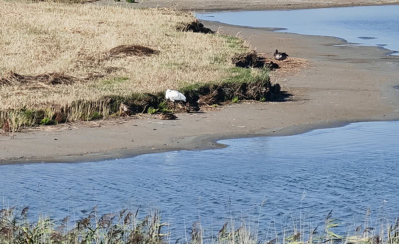 Erlebnisse mit dem E-Bike auf der Insel Texel enddecken 143 Naturgebiet Utopia