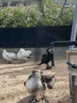 Erlebnisse mit dem E-Bike auf der Insel Texel enddecken 51 Texel Ecomare Seehundstation 100 Voegel