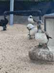 Erlebnisse mit dem E-Bike auf der Insel Texel enddecken 48 Texel Ecomare Seehundstation 102 Voegel
