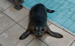 Erlebnisse mit dem E-Bike auf der Insel Texel enddecken 54 Texel Ecomare Seehundstation 46 Robbenbabies