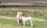 Erlebnisse mit dem E-Bike auf der Insel Texel enddecken 71 Texel „Knapzaktocht wandern 13