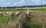 Erlebnisse mit dem E-Bike auf der Insel Texel enddecken 75 Texel „Knapzaktocht wandern 18