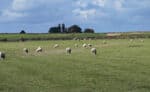 Erlebnisse mit dem E-Bike auf der Insel Texel enddecken 66 Texel „Knapzaktocht wandern 26