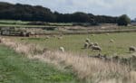 Erlebnisse mit dem E-Bike auf der Insel Texel enddecken 83 Texel „Knapzaktocht wandern 27